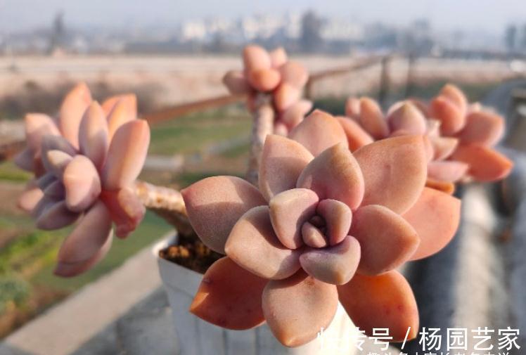 多肉冬美人跟秋丽比高低？冬美人皮实更胜一筹，秋丽颜值略胜一分