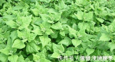 优质|番杏清热解毒、祛风消肿,营养丰富,掌握四点,种出高产优质番杏