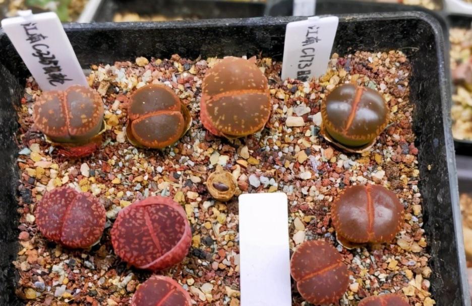 养蜕皮中的石生花，做好这4件事，才是名副其实的“富贵玉”