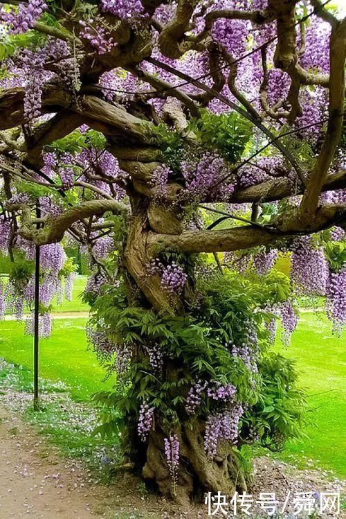 神奇!这个开花树居然可以长成这样震撼世人!真是太美了