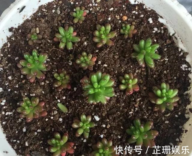 3个小技巧,多肉豆芽苗,一口气变多头群生,最短只要3个月