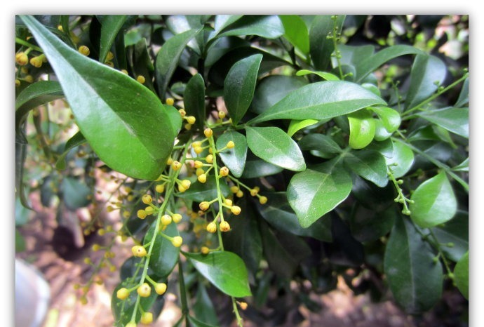 不会养米兰花,学会“3招”后生长旺,枝叶茂密开花“爆盆”