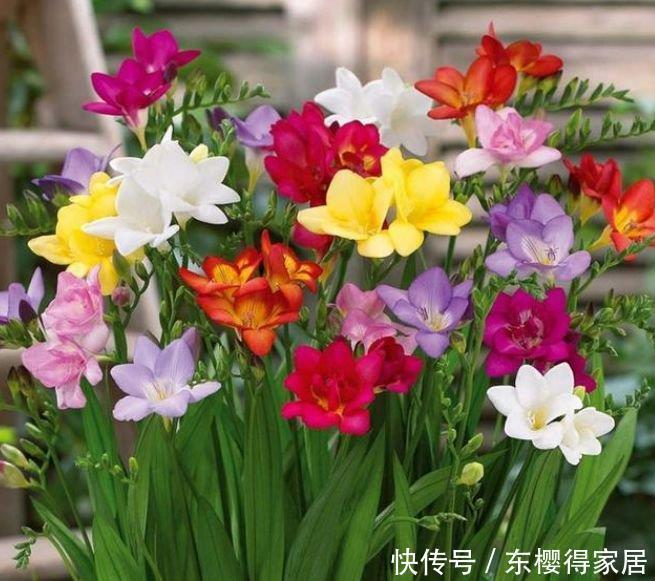 阳台|邻居阳台只养3种花,开花后,惊艳了全小区,纷纷来参加!