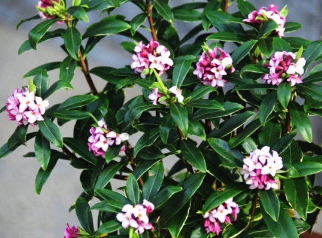 正月二十五,家里不可错过的4种“财运花”,寓意牛年顺风顺水!