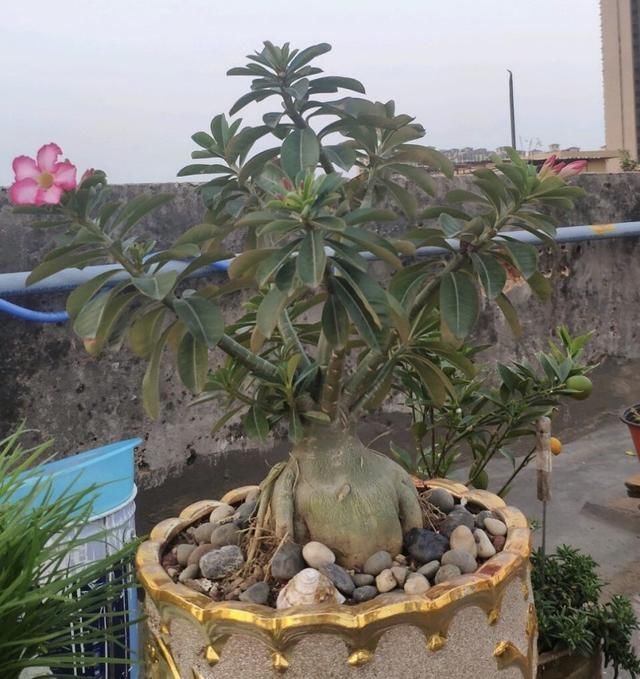 2种植物长得旺,2年不换盆,根系新芽“撑破”花盆