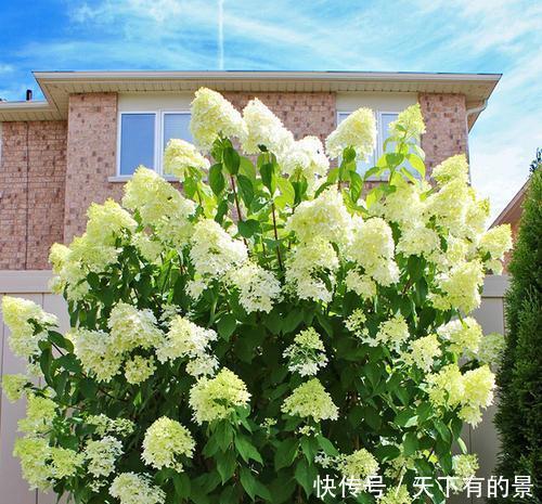 长势|有个院子别光养月季花,种3种漂亮花,好养护长势旺,开出花海