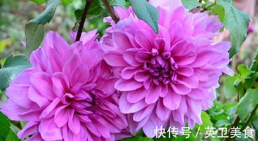 大丽花|养花就养“绝美”的,花卉品种繁多,花朵硕大花色浓艳,美翻了