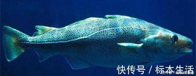 吃法|世界上最好吃的五种鱼，第一种浑身是毒，反而成为最高级的食材