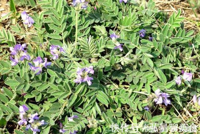 米布袋|农村路边无人问津的野草,能清热解毒,治咳嗽,降火气,你认识吗