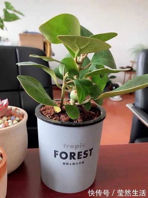 观叶|“小盼菩提”是一种什么盆栽?观叶又观果,漂亮好养,像带着仙气