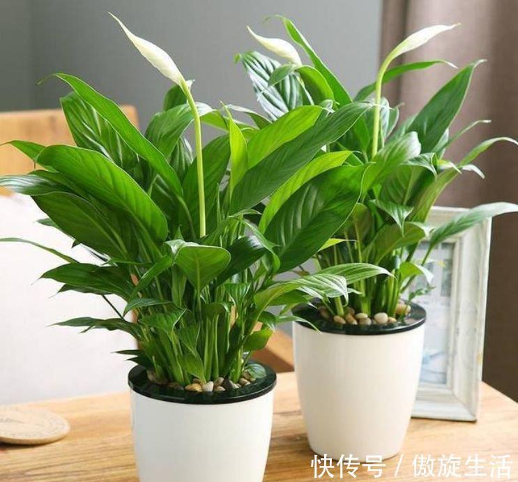 4种花适合养家里,好养漂亮,清新养眼,越来越多人在养