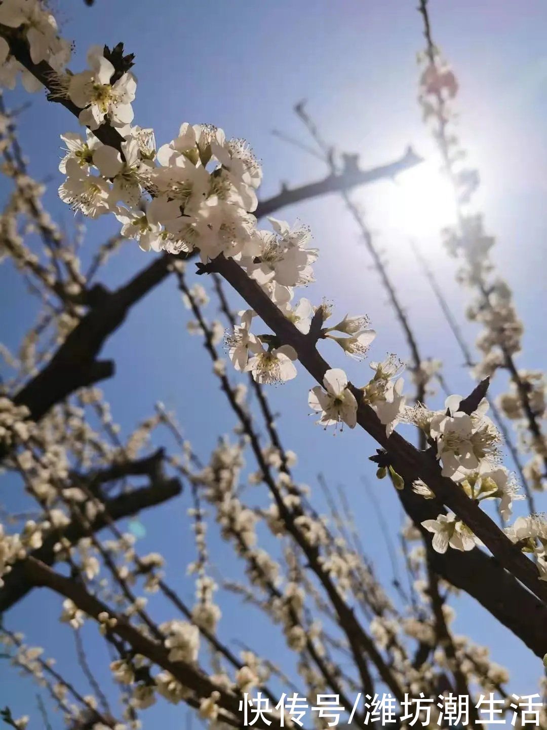 潍坊光正实验学校：校园里的那些花儿