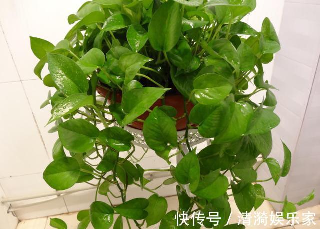 土壤|这10种花夏天“晒不得”，一见强光就黄叶，赶紧搬回家