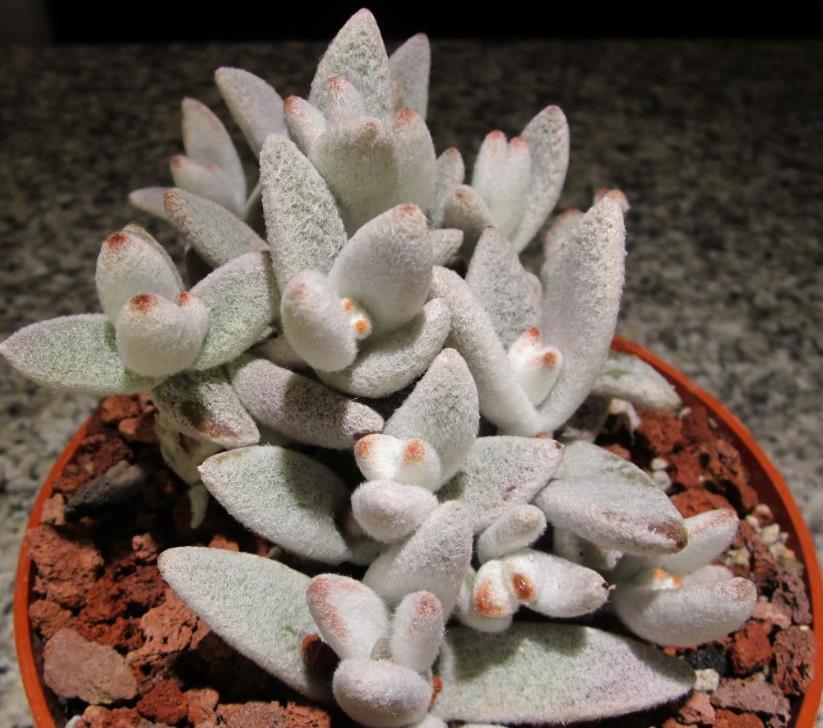 多肉出现“白毛”,其实是危险信号,遇到要赶紧解决