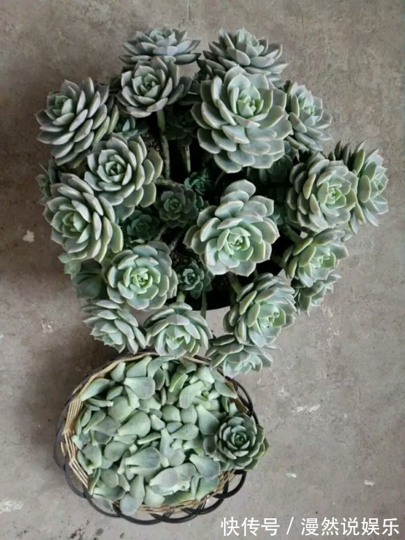 办公室种多肉从没活过，种上如下几种分分钟爆盆，懒人大爱