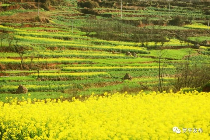 央视聚焦斗南花市：年宵花卖得非常火爆！——昆明广播电视台