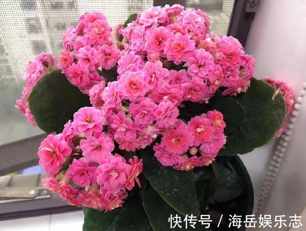 长寿花蟹爪兰|养长寿花、蟹爪兰,就用“2种”好东西,花芽猛窜,轻松爆满盆!