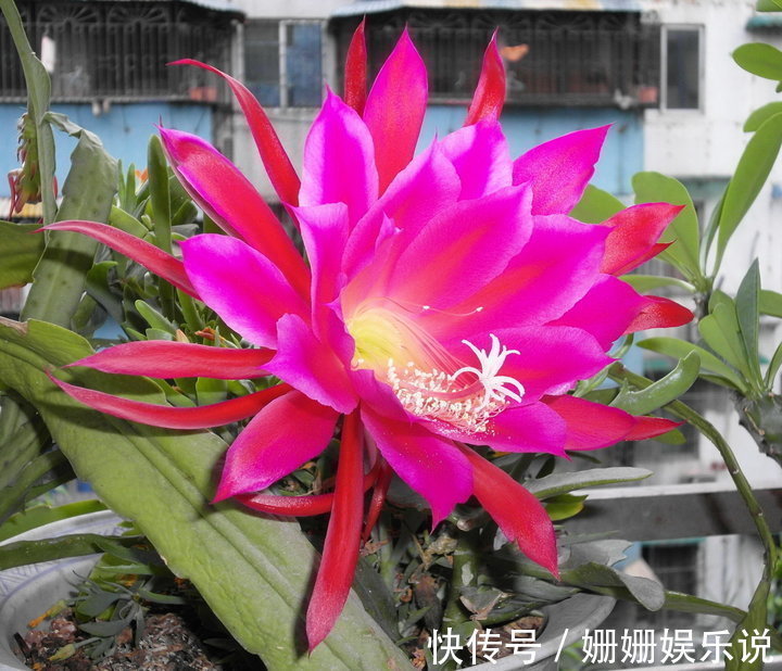 花卉|喜欢在家养护花卉,就选3种花卉,花色艳丽,花期长,开花量繁多