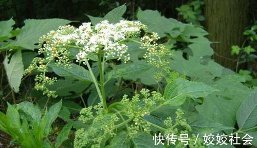 关节炎|乡下的这种野草,被誉为“接骨草”,专治骨折,颈椎病关节炎