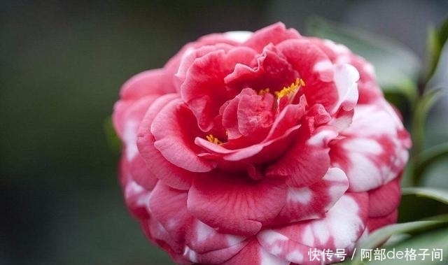 茶花僵蕾怎么办?找到原因对症下药,花蕾很快全部打开!