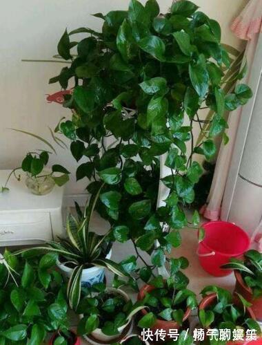 李大妈养绿萝,做好“1件事”,叶子油绿还疯长,1盆变成100盆