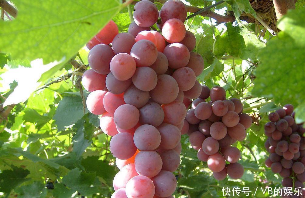 依赖|不论年龄,女人每天坚持吃两粒,不用依赖面膜,滋润皮肤,补气血