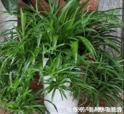 油烟机|什么淘米水、啤酒水都不如它,“一勺”养爆一盆花,就怕你没见过