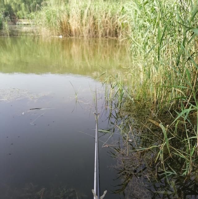 高温天,钓大鱼先克服这些“难题”,不是我吹,渔获瞬间猛增几倍