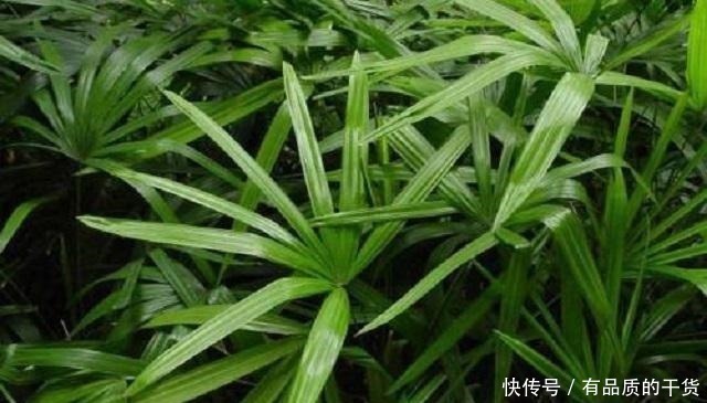 植株|此竹最适合栽种在家，是顶级观赏盆景，做好3点，让它轻松长茁壮！