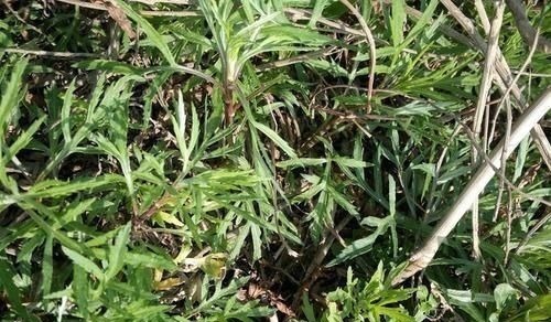 八卦洲|钙含量达牛奶7倍,过去拿去喂猪,如今成稀罕野菜,煎鸡蛋最美味