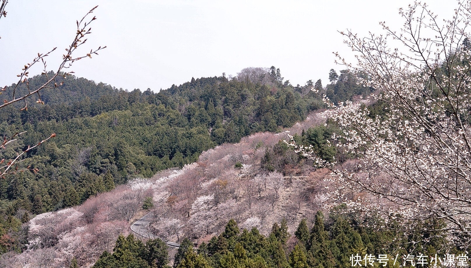 日本人最爱的赏樱花的景点 奈良吉野山 快资讯