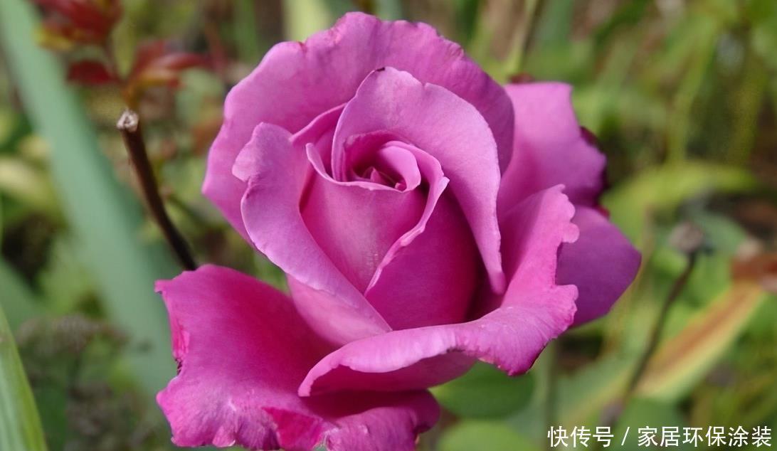 20款紫色月季品种。浓香、抗病非常好养,天然紫色唯美盛开