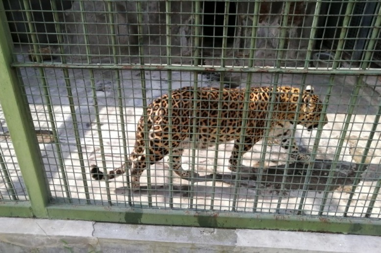 明代|国博藏有一面豹房勇士铜牌,让我们知道,明代豹房中养了几只豹子