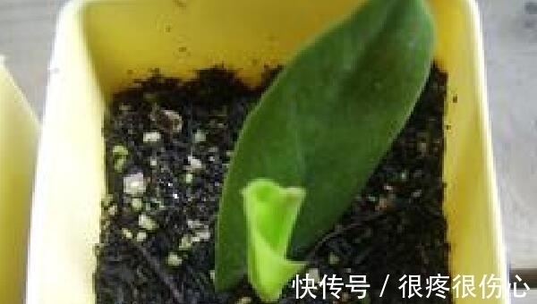 喜欢金钱树不用买，学会金钱树的扦插方法，想养几盆养几盆