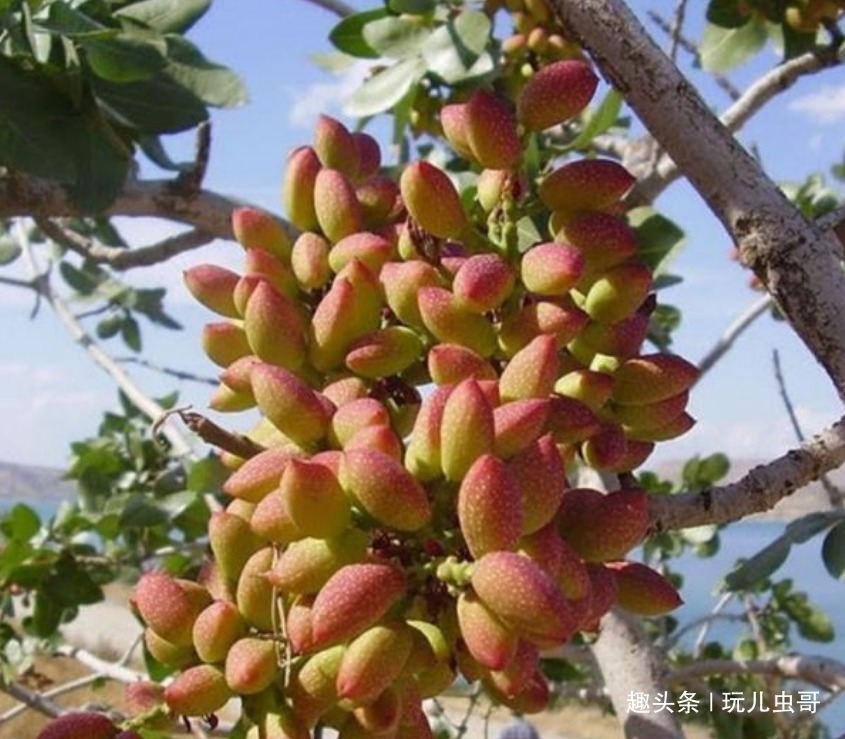中耕除草|开心果六年结果,营养丰富,重视四点,收获优质美味的开心果来!