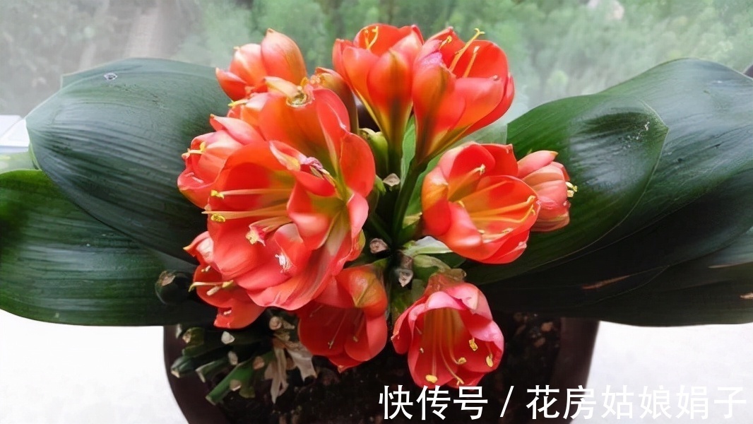 按照君子兰的生长习性来进行养殖,就不怕养不好它了,值得收藏