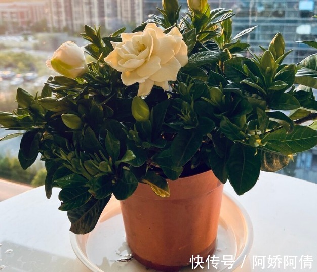 花卉|食醋是花卉的保护剂,杀菌消毒又抗病,叶绿花多还茂盛