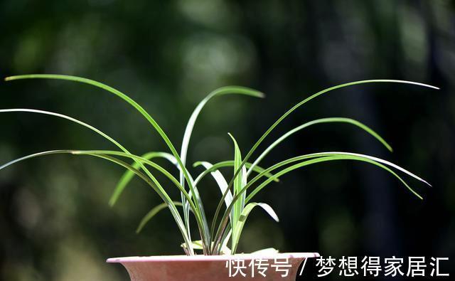 兰友|秋天养兰花最怕什么?犯了这3条禁忌,兰花就很难越冬