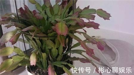 薄叶|蟹爪兰“红叶、薄叶”怎么办2招帮你救花，叶子精神绿油油！