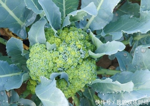 农村|在农村,很多人并不知道这些花是可以吃的,你吃过几种?