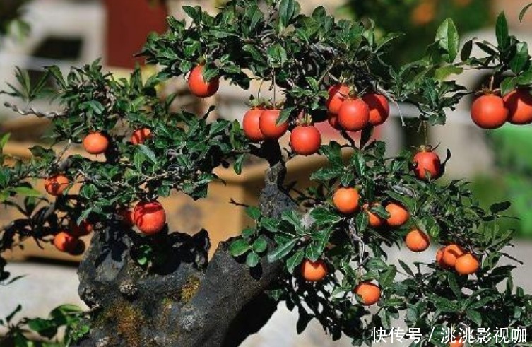 金弹子树|“4种花”旺宅、招财好兆头,寓意好又好养,招财进宝、添福添贵