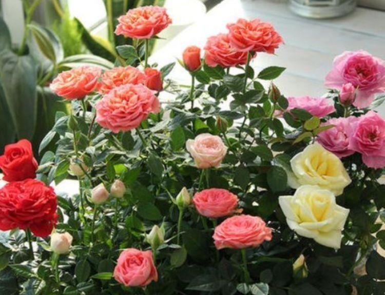 家养几种植物,阳台开出花海,四季繁花似锦,花姿妖娆