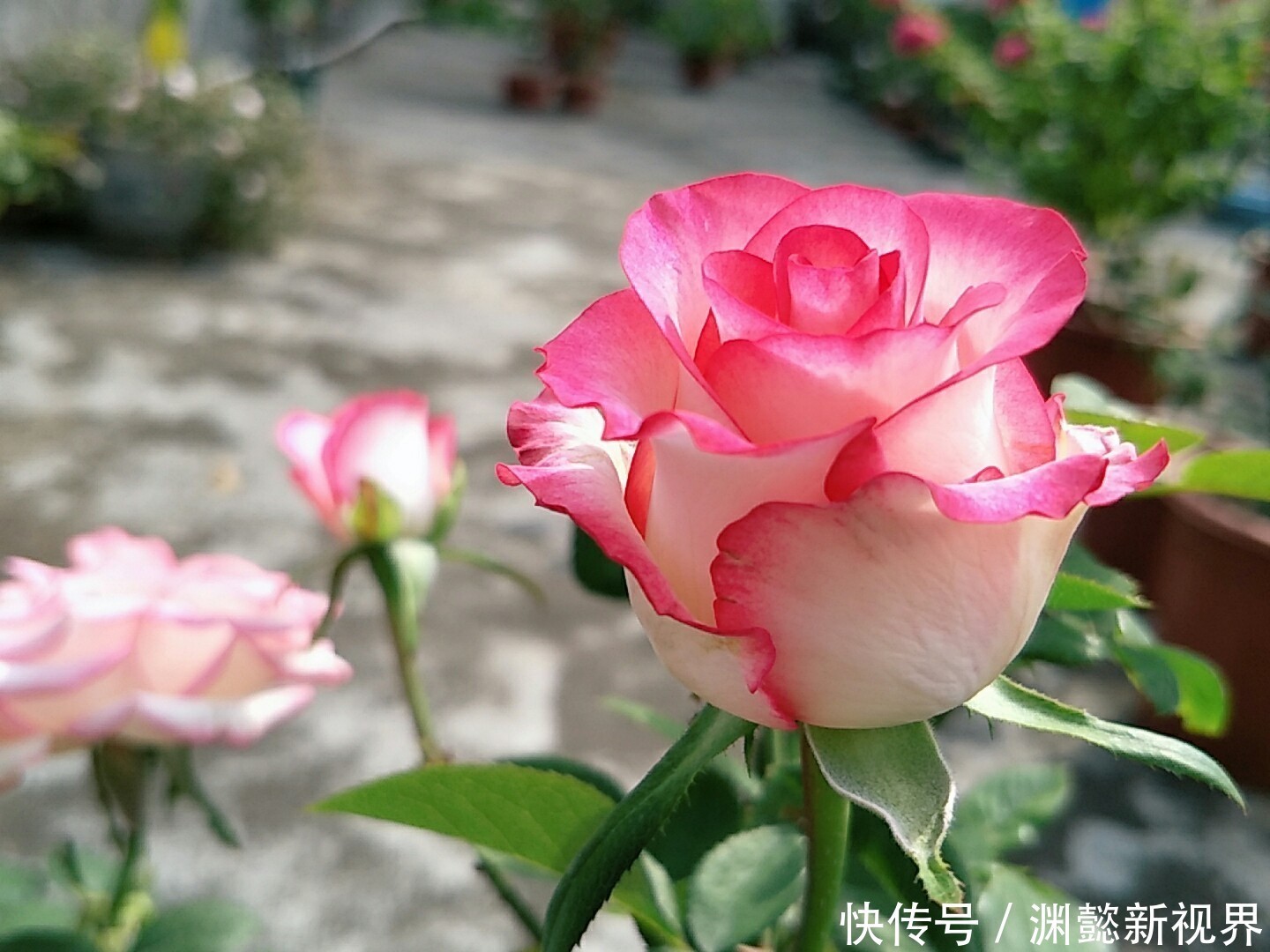 新芽|月季盲芽很麻烦，不长芽不开花，一个小窍门，巧妙消除盲芽