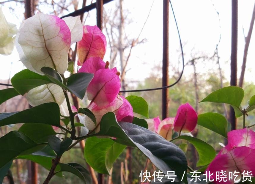 三角梅不会养,选对品种很关键,做好4点,40天后开花爆盆