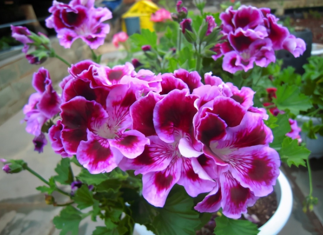 想换盆怕把花“换死”教你一个“安全”的方法，换完快速生长