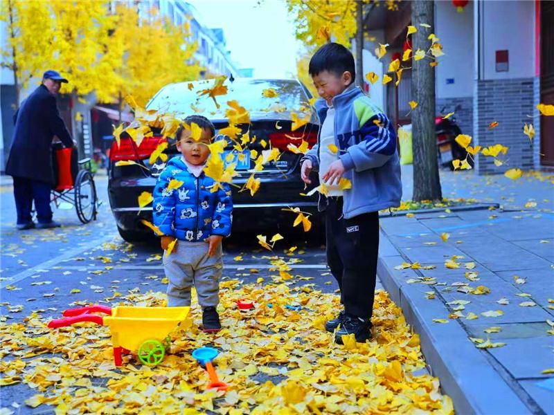 柳城街区|金灿灿!柳城街区百里银杏成网红打卡地