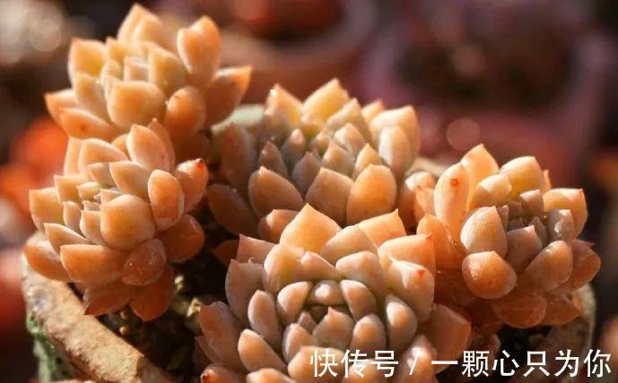 多肉浇水中的干透浇透原来是这么回事