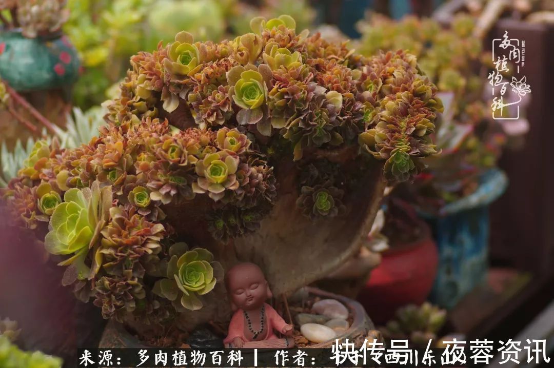 夏天|夏天日晒雨淋,秋老虎来势汹汹,你的多肉准备好逆袭了吗