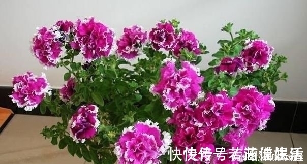 大丽花|4种“高颜值花”,华贵漂亮,花开富贵、第一种已经被迷住了!