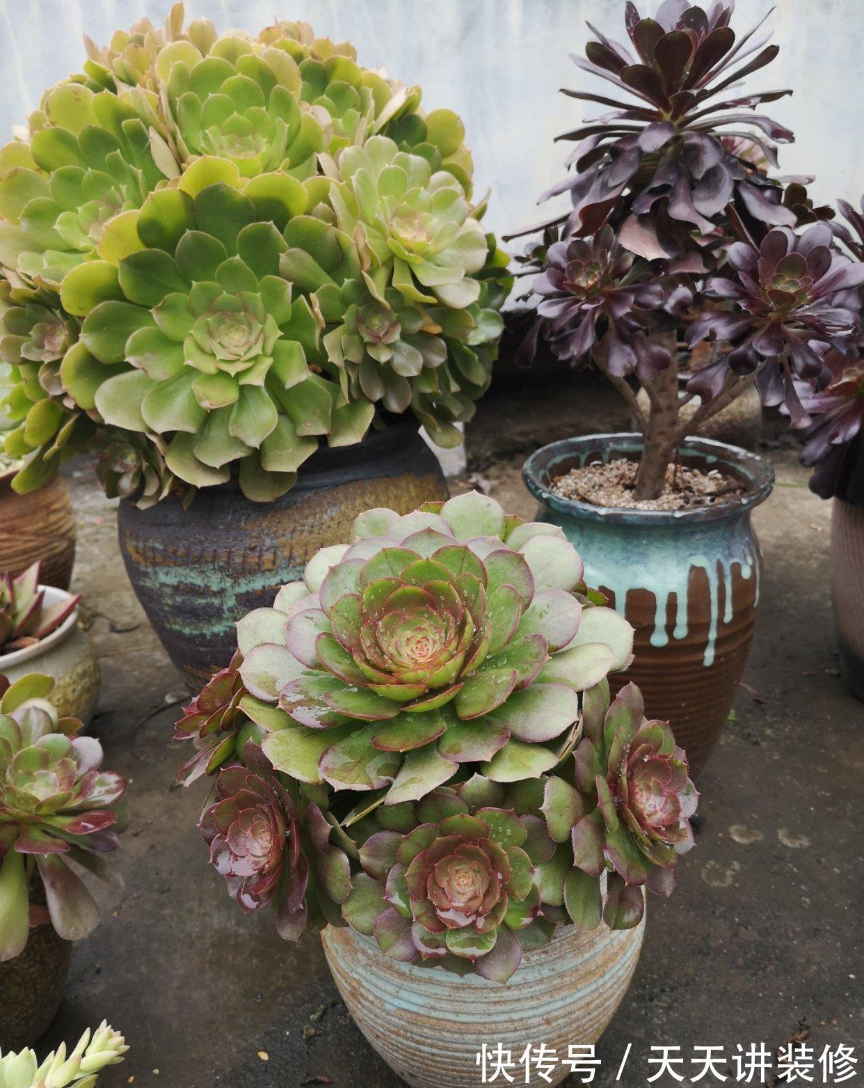 群生|多肉法师一碰就掉叶，补充“三动作”，叶片紧凑，养成群生小老桩